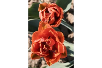 DOUBLE ORANGE PRINCESS